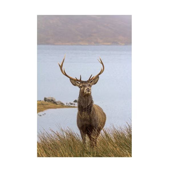 Dieter Uhlig 'Deer' Canvas Art, 22x32, Trademark Fine Art, Mfr#: 1X14579-C2232GG